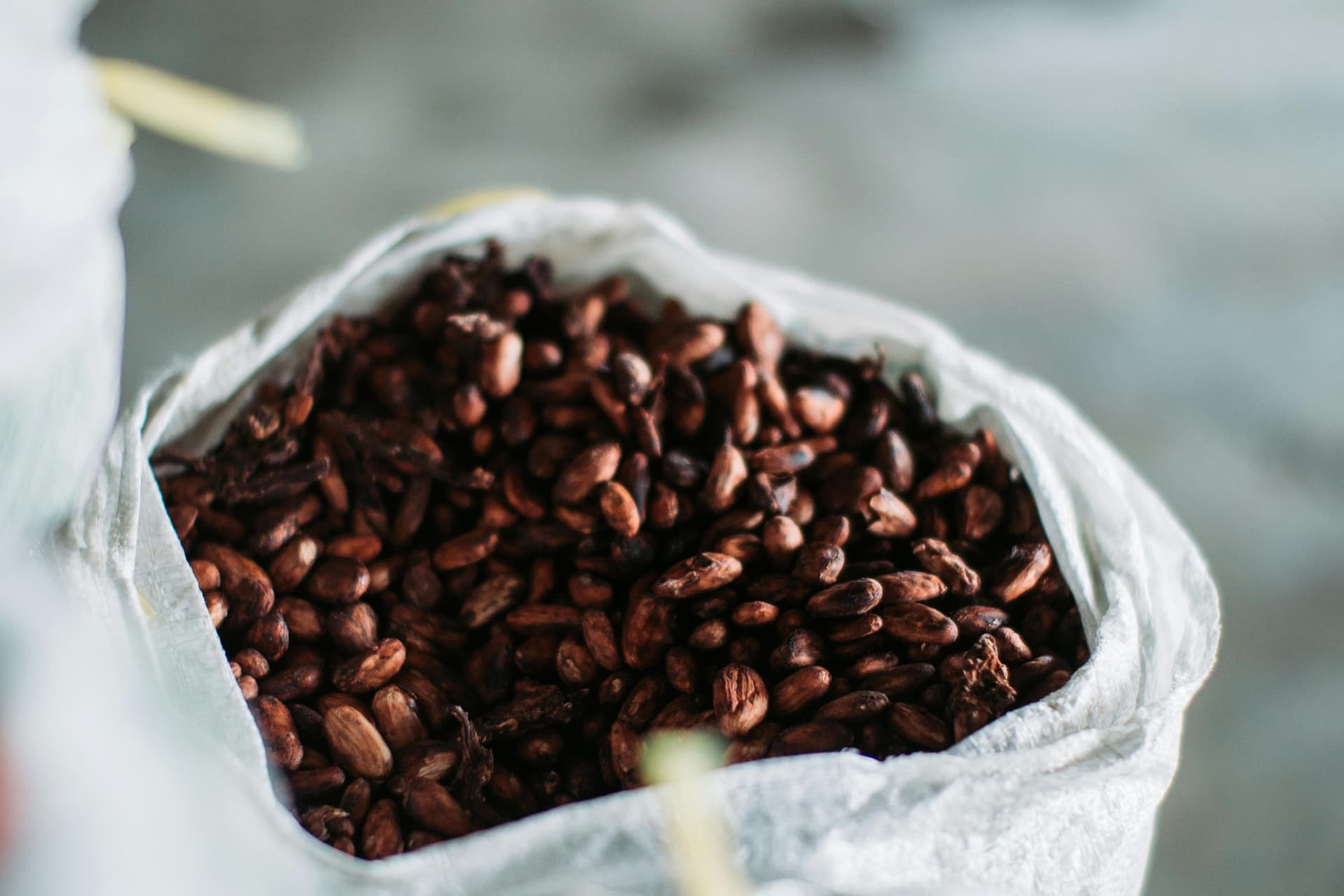 Dried Cocoa Beans