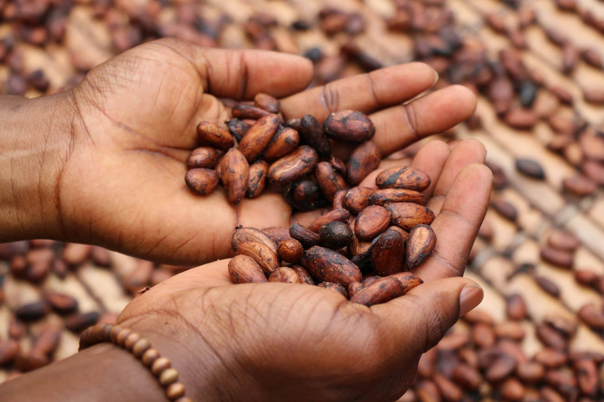 Hands holding fermented cocoa beans