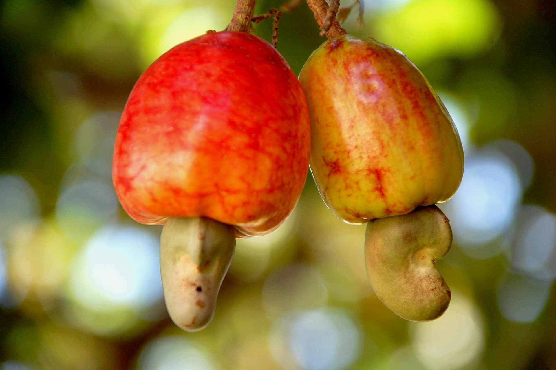 Cashew apples with the raw nut hanging below