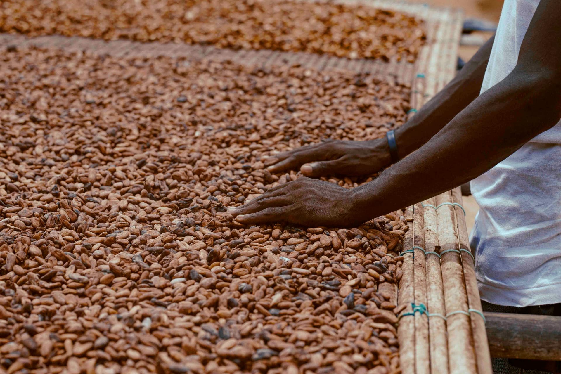 Hands turning cocoa beans spread out to dry on a raised mat