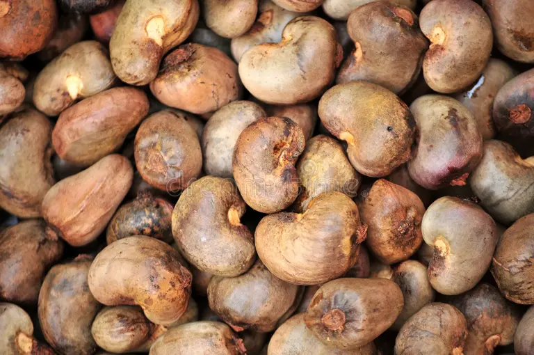 Raw Cashew Nuts